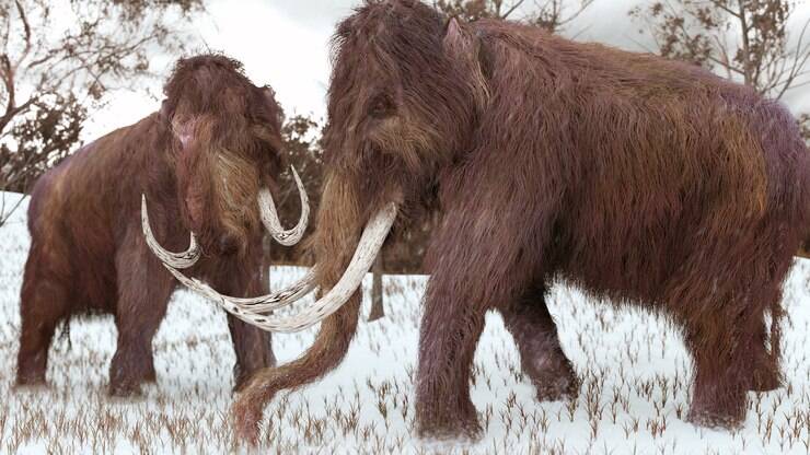 Pesquisadores de Harvard estão clonando DNA para gerarem mamutes ...