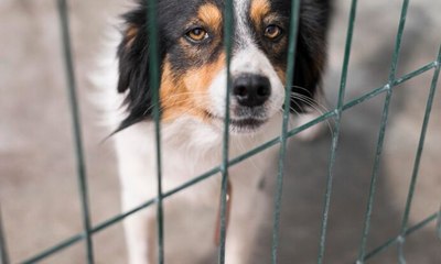 Cães são resgatados de hotel pet após denúncia de maus-tratos