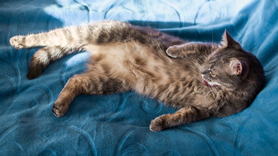 Gato mostrando a barriga
