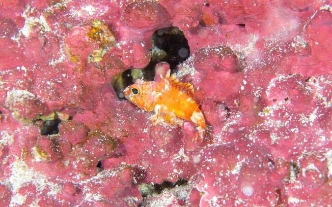 O peixe-pedra é venenoso e foi uma das descobertas feitas em Fernando de Noronha