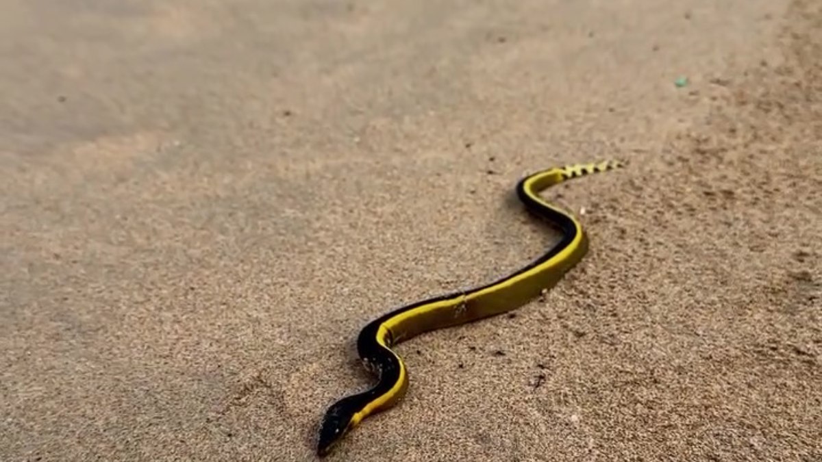 El Niño aquece águas e serpente
venenosa rara é avistada em praia