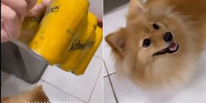 Cão cria tática para furtar engradado de refrigerante de tutora