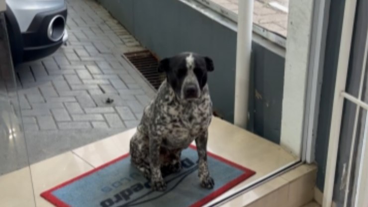 Funcionário de quatro patas recebe amigo com cumprimento especial
