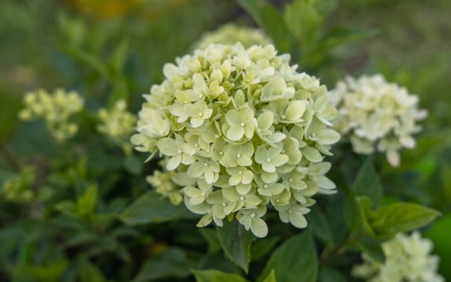 5 cores de flores que representam coisas boas