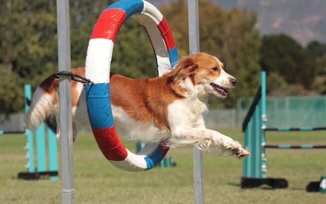 O agility para cães garante o exercícios físico que os animais necessitam 