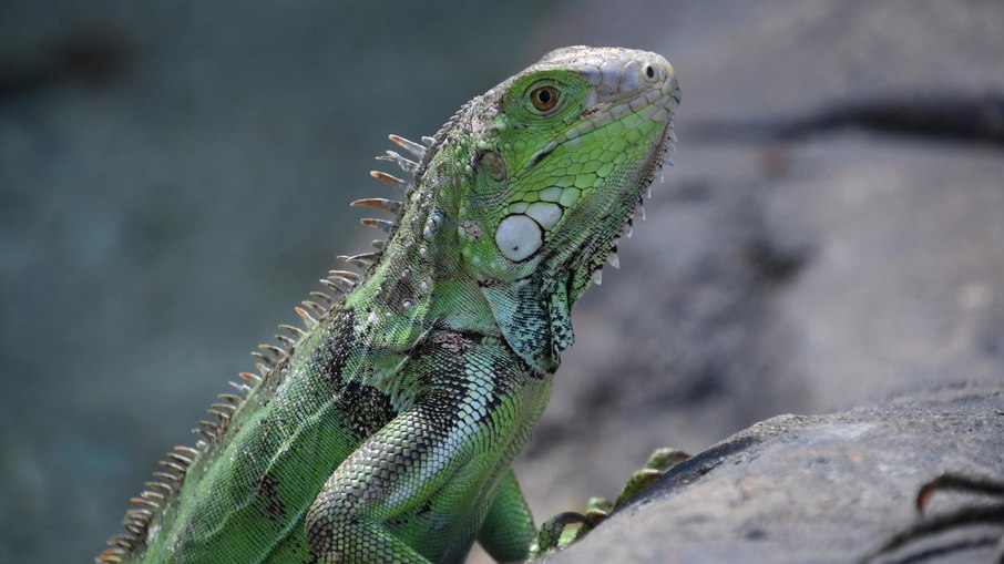 Iguana Iguana