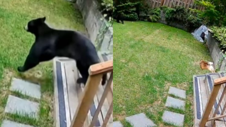 Lulu-da-pomerânia viraliza ao enfrentar urso que invadiu casa