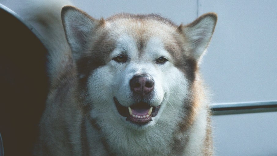 Malamute do Alasca é um cão de personalidade forte e dominante