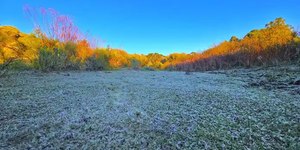 Geada cobre vegetação e ave resiste ao frio em SC; VÍDEO