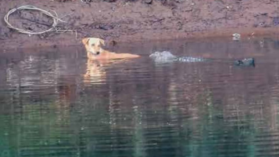 Cão de rua é salvo por crocodilos, cientistas apontam 'empatia emocional', por parte dos repteis 