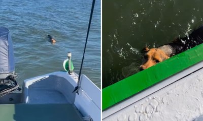 Navegante salva cadela abandonada no meio do mar; assista