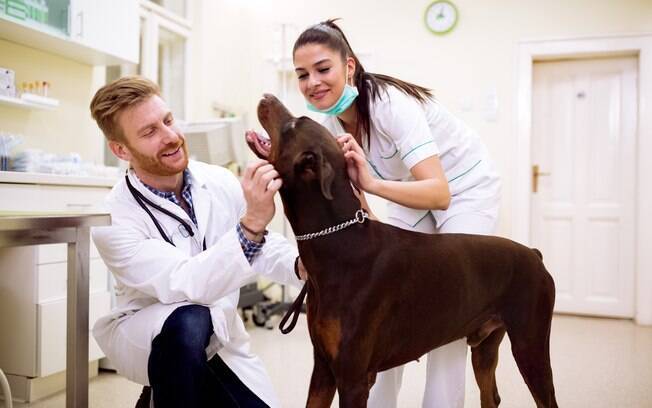 O veterinário deve fazer exames para diagnosticar a Síndrome de Wobbler