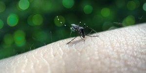 SP: primeira morte de 2026 por dengue é confirmada no estado