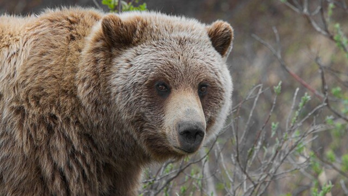 Urso pardo Urso pardo