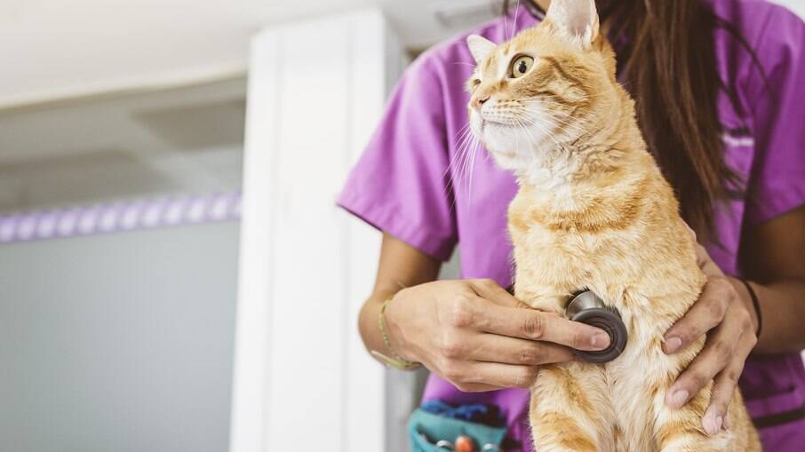 É preciso levar o gato ao veterinário com regularidade