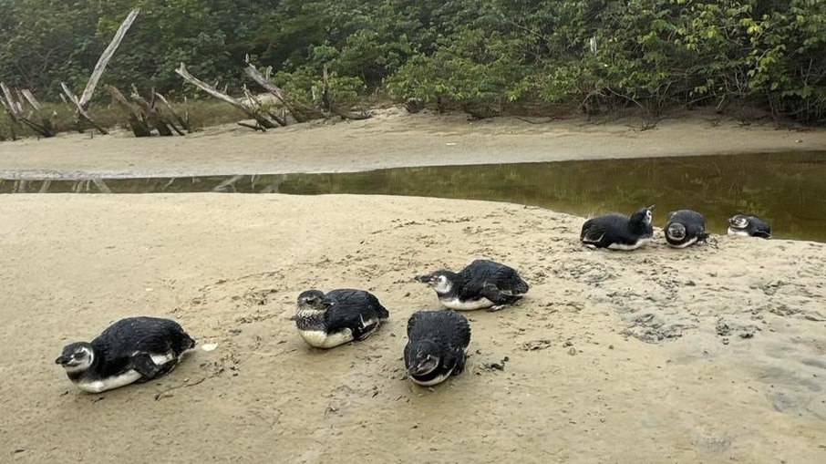 Sete pinguins foram resgatados juntos após encalhe na Praia de Canasvieiras, em Florianópolis 