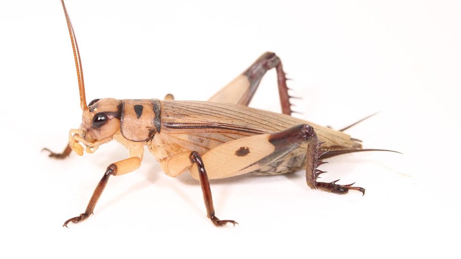 O Tafalisca elongata (Tafaliscinae) não possui timpanos nem veias modificadas para produção de som O Tafalisca elongata (Tafaliscinae) não possui timpanos nem veias modificadas para produção de som