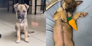 VÍDEO: Cão adotado como pequeno vira gigante de 32 kg