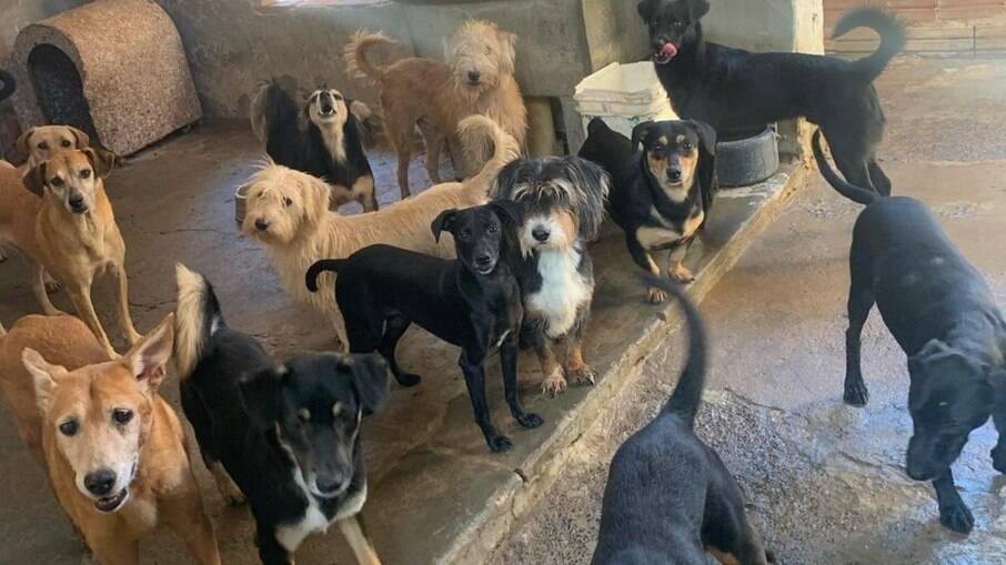 Em Rio Claro, abrigos fazem campanha de adoção para cães que ficaram sozinhos após donos morrerem de Covid-19 