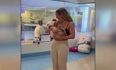 Cachorrinha dada como morta é reencontrada após 4 anos