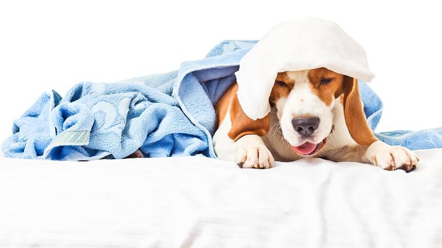 A tosse dos canis é uma das doenças mais comuns entre cães 