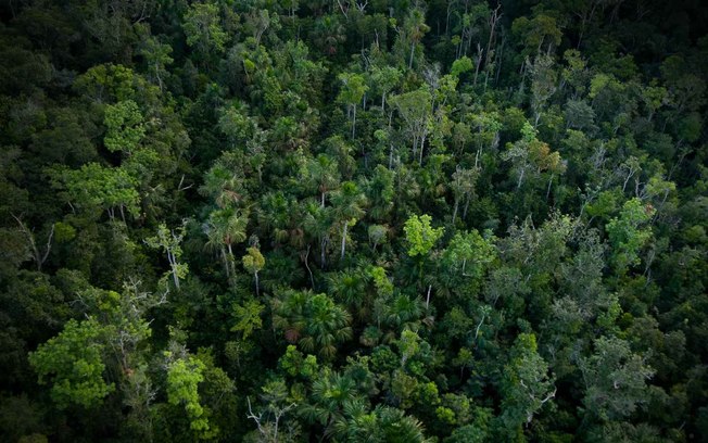 Novo plano de restauração pode deslanchar o Código Florestal