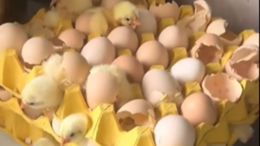 Mulher se surpreende ao ver pintinhos nascendo da cartela de ovos que comprou Mulher se surpreende ao ver pintinhos nascendo da cartela de ovos que comprou