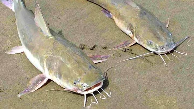 Presença de peixes bagres com ferrão venenoso gera alerta em praias de São Paulo