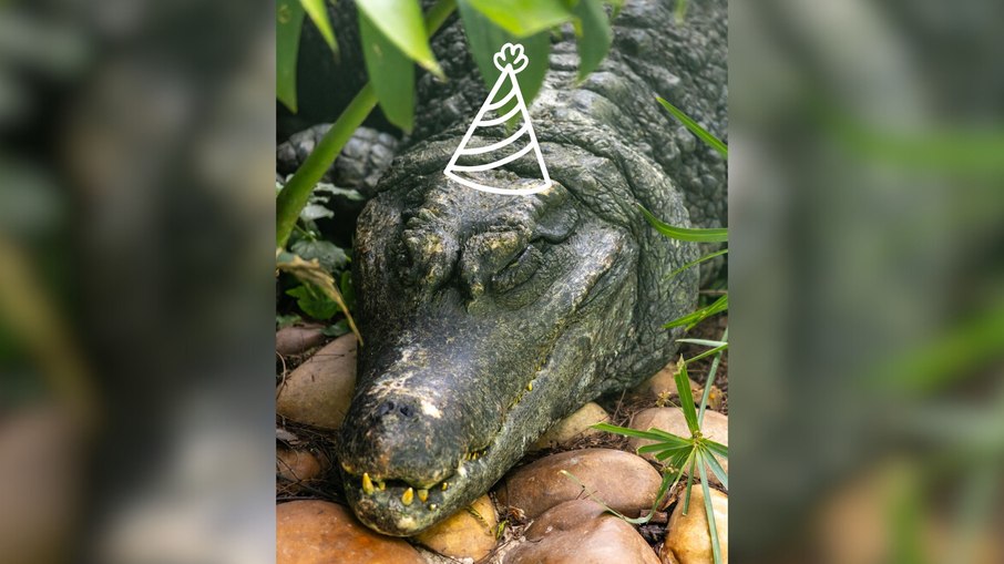 Jacaré-coroa completa mais um ano no Zoo São Paulo Jacaré-coroa completa mais um ano no Zoo São Paulo