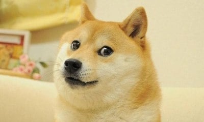 Morre Kabosu, cadela que virou meme e inspirou criptomoeda