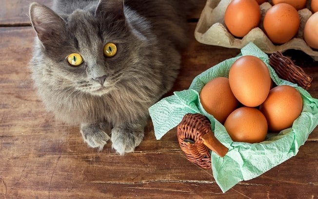 Gato pode comer ovo ou faz mal? Saiba o que dizem especialistas