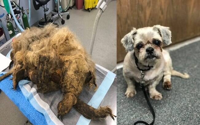 O antes e depois do cachorro é impressionante