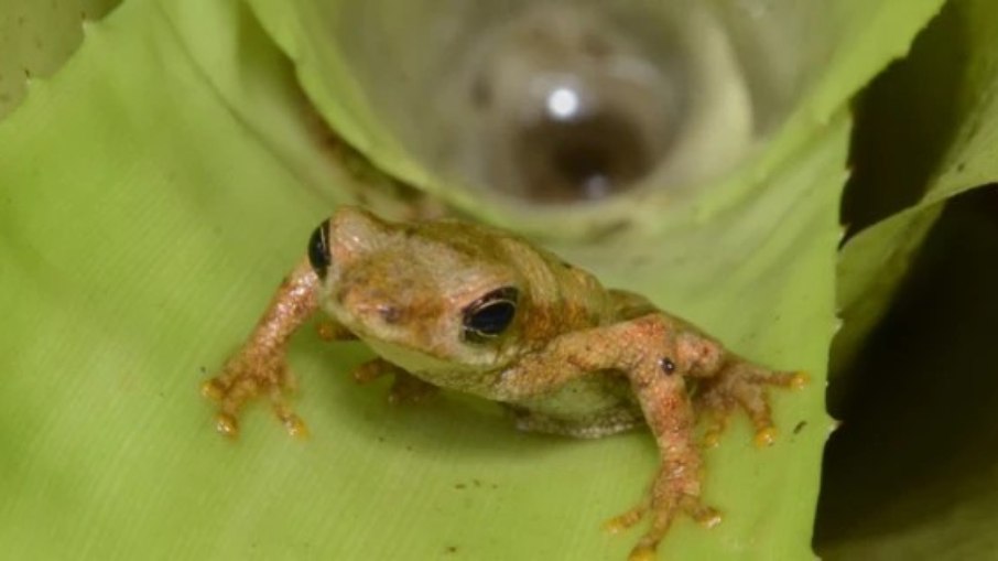 Sapo-cuca é nomeado em homenagem ao folclore brasileiro. Sapo-cuca é nomeado em homenagem ao folclore brasileiro.