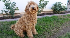 Conheça o Labradoodle, o híbrido de Labrador com Poodle