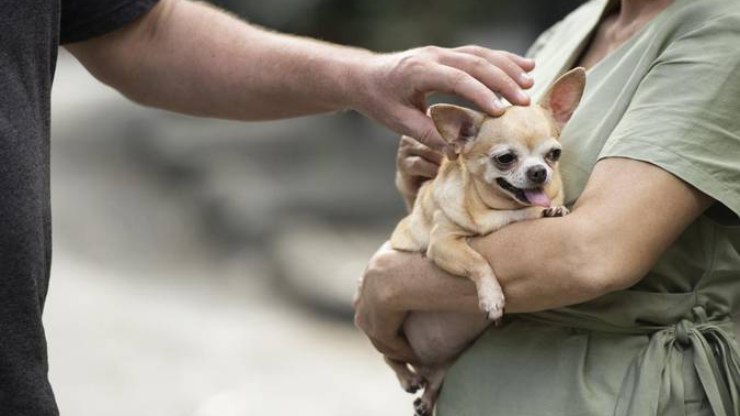 Casais podem ter guarda compartilhada de pets