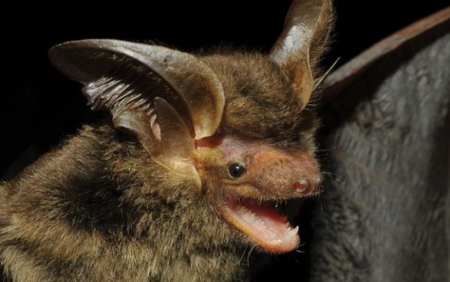 Espécie de morcego é reencontrada no Brasil após mais de 100 anos