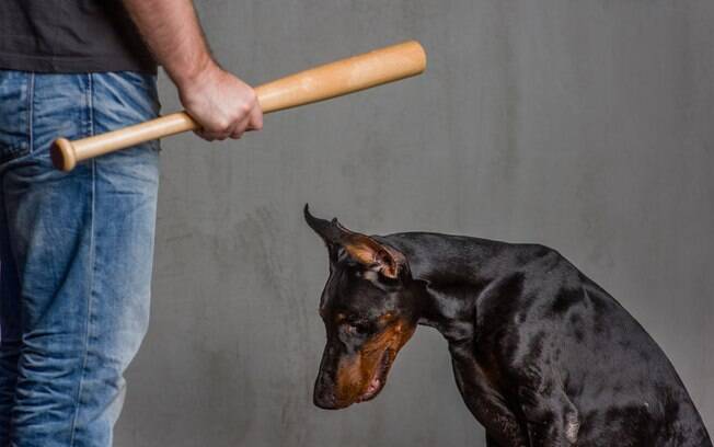 Os erros mais comuns cometidos pelos donos durante o adestramento de cães