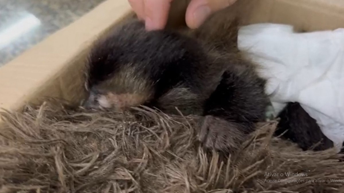 Filhote de macaco-prego Filhote de macaco-prego