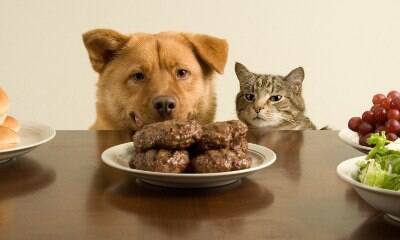 Má alimentação dos pets pode causar várias doenças; veja as mais comuns