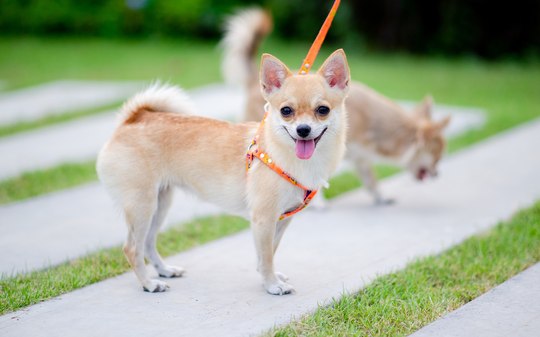 Seu cachorro sabe a hora de tudo? Isso pode ser um problema