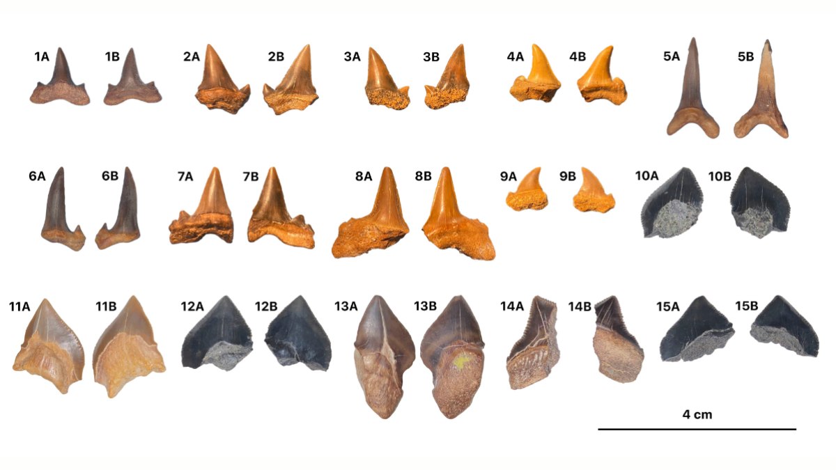 Dentes fossilizados de tubarões encontrados no Planalto de Abu-Tartur, no Egito Dentes fossilizados de tubarões encontrados no Planalto de Abu-Tartur, no Egito