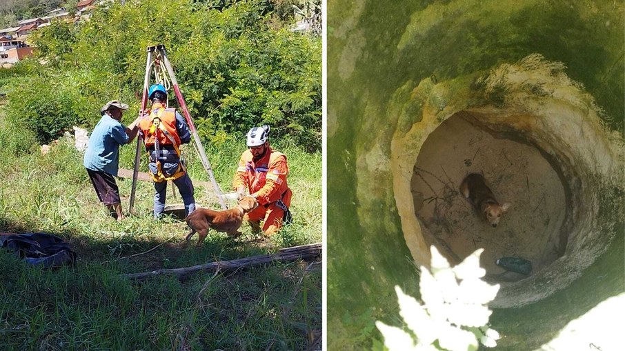 Cachorro caramelo é resgatado pela Defesa Civil após cair em poço