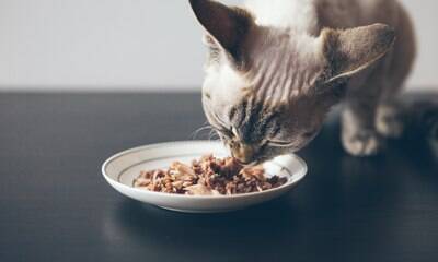 Alimentação de gatos castrados requer cuidado especial; entenda