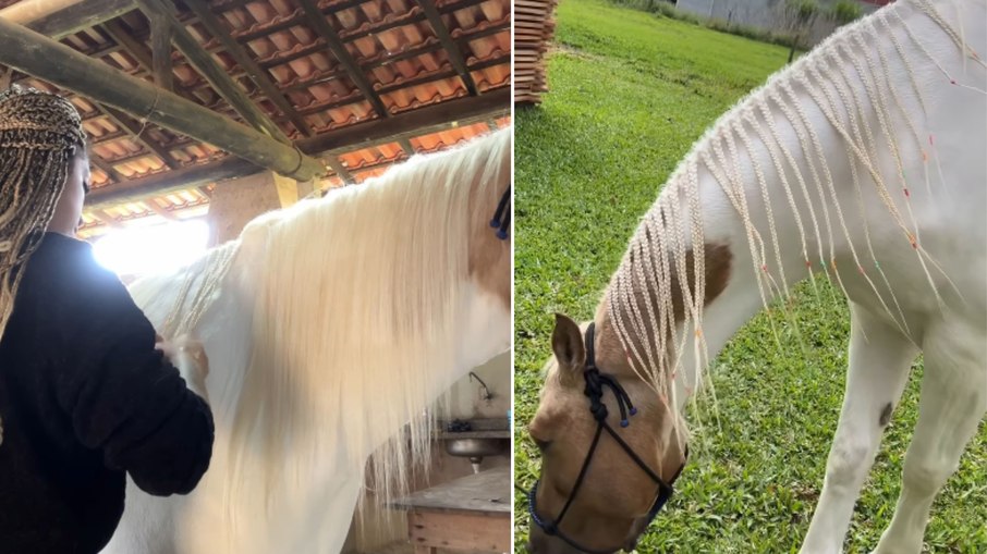 Égua ganha tranças na crina em produção feita por trancista