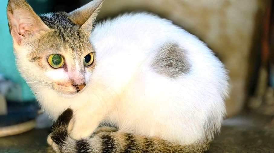 Gato doméstico Gato doméstico