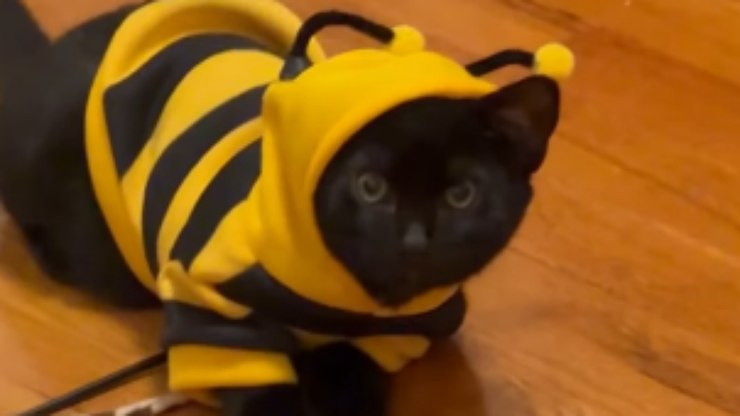 Gatinho%20vestido%20de%20abelha%20encanta%20redes%20sociais