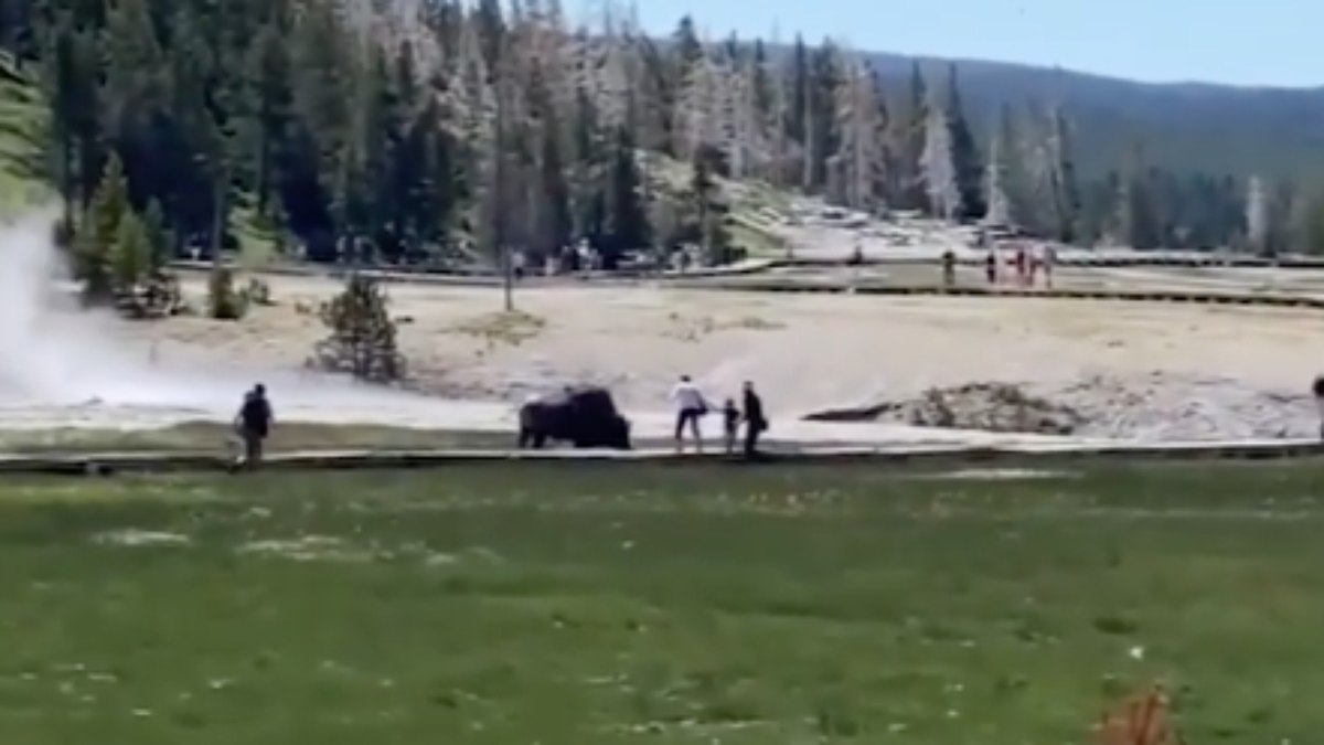 Bisão atacou homem e criança em parque dos EUA