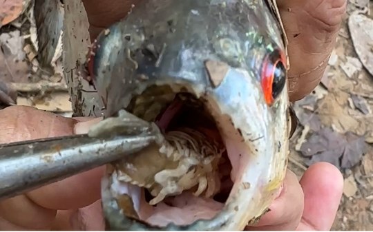 "Piolho-comedor-de-língua" é retirado de piranha em Rondônia
