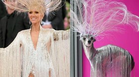 Cadela fashionista se inspira em Céline Dion para criar looks