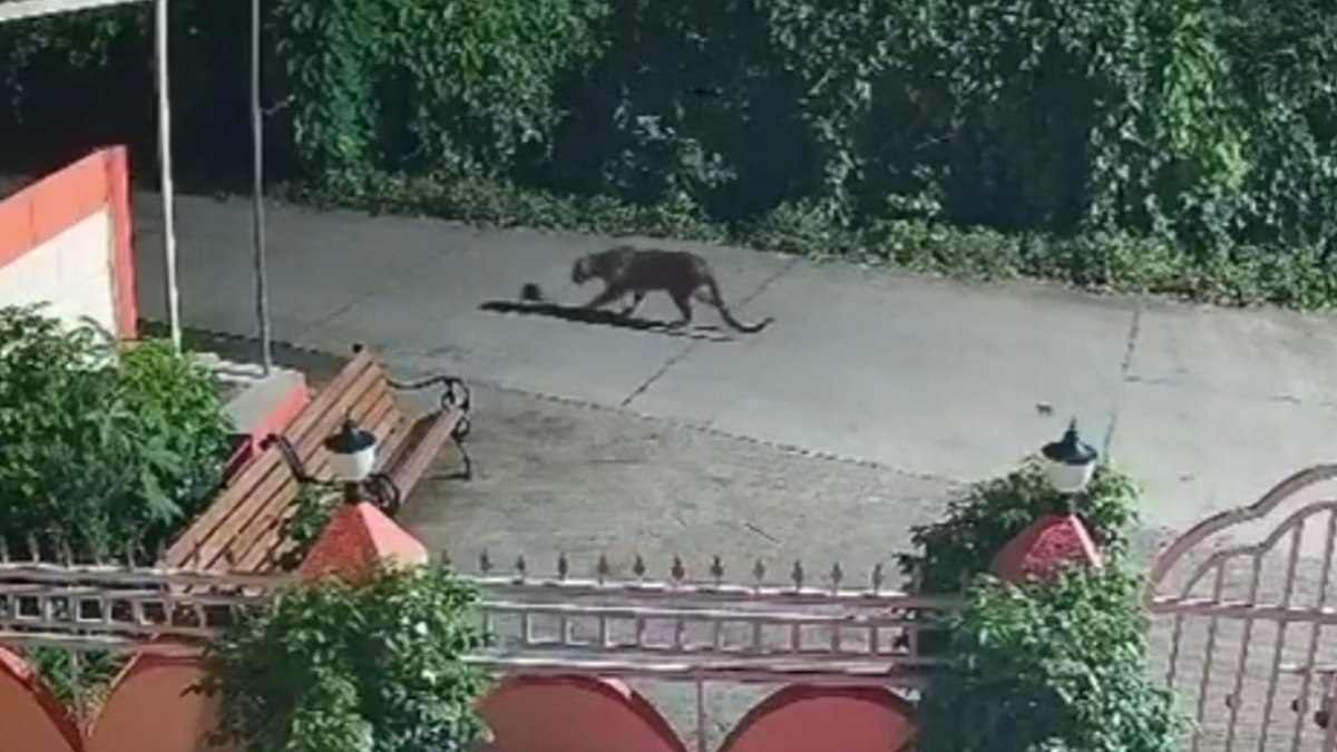 Leopardo captura filhote de cachorro e surpreende ao soltá-lo - QTU Questões do Universo